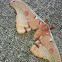 Emperor Gum Moth