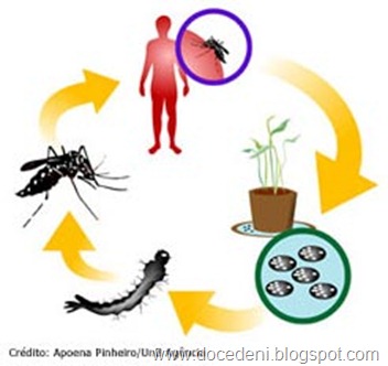 ciclo_dengue