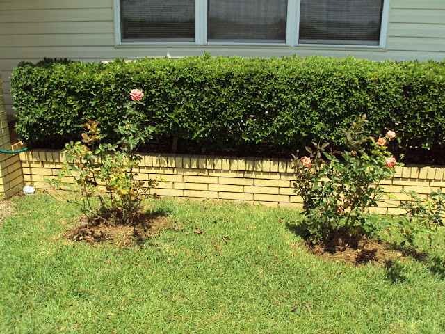 Meet Rosa Lee and Durham -- My Grandmother and Granddaddy (that is what we call these roses.
