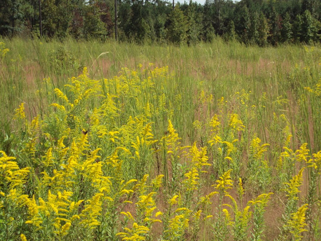 The yellow -- see the butterflies??? 09-28-09.