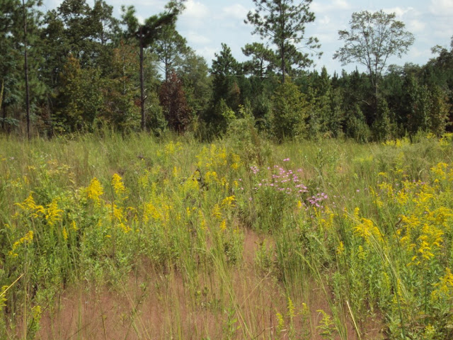 The wild field.