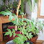 Japanse Dwarf Tomato