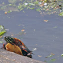 Painted Turtle