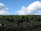Lots of cows on the road to Coromandel