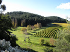 Mission Estate Winery