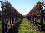 Villa Maria Vineyard