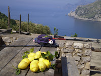 AMALFI - LANDSCAPE LEMONS & WALKING STICKS.