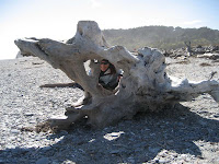 Amazing Driftwood.
