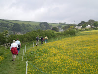 Buttercup Meadow