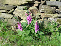 Foxgloves.