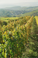 Vineyards in Autumn.