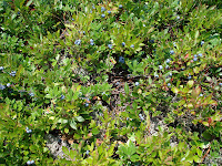 Wild Blueberries.