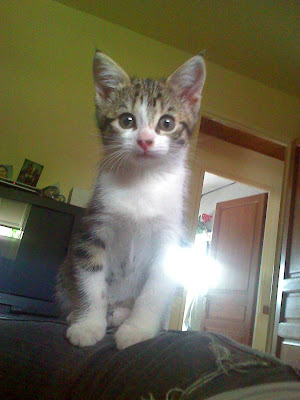Pour les amoureux des chats - Page 2 22-06-08_1526