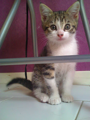Pour les amoureux des chats - Page 2 23-06-08_1203