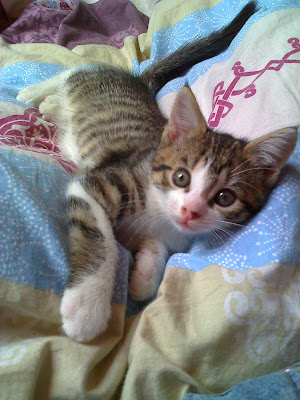 Pour les amoureux des chats - Page 2 15-06-08_1333