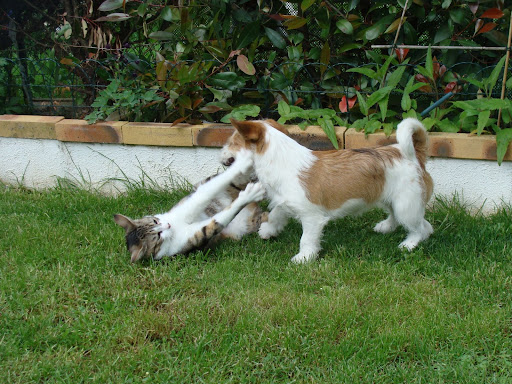 Pour les amoureux des chats - Page 2 DSC03837
