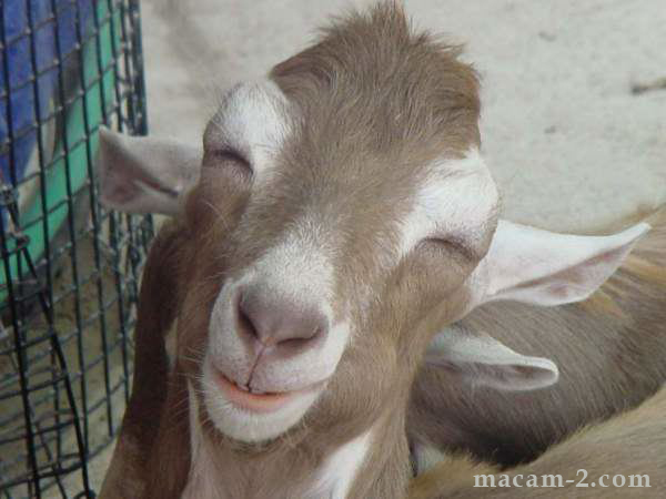 Senyum selalu. Senyuman dari seekor kambing.