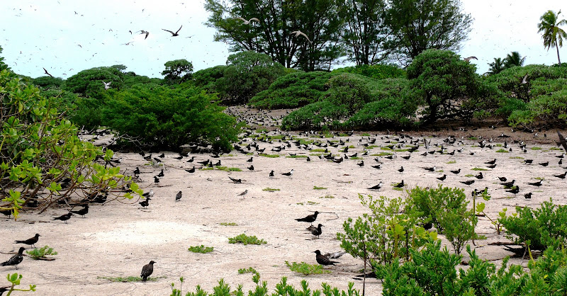 Bird Island в картинках. Сейшелы остров птиц.