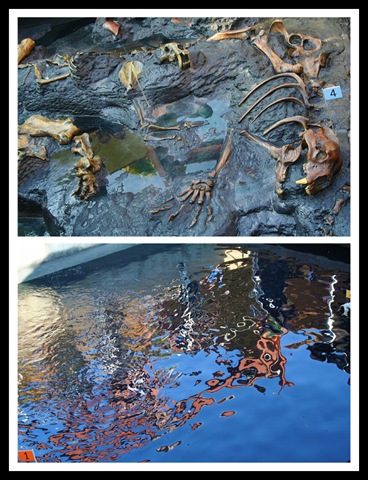 [Picnik collage[3].jpg]