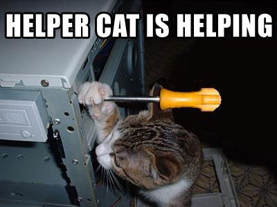 HELPER CAT IS HELPING