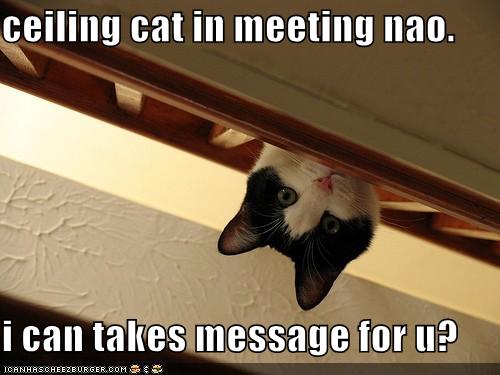 ceiling cat in meeting nao. i can takes message for u