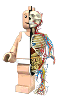 [lego_anatomy[4].gif]