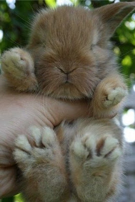sevimli tavsan yavruları =) Cute+rabbits+flickzzz.com+5006-702861