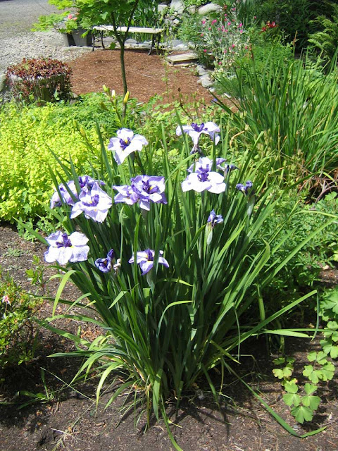 iris.jpg