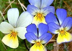 viola-tricolor