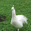 Indian Peafowl