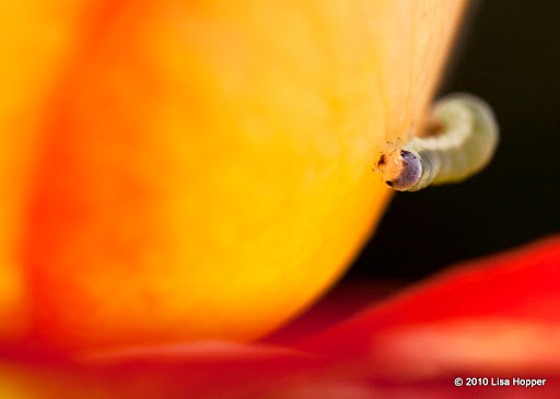 IMAGE: http://lh4.ggpht.com/_ti_aShlyB7A/S9zRNjp580I/AAAAAAAAEA4/rFIR-bqlSzE/IMG_0426-caterpillar%20on%20rose.jpg