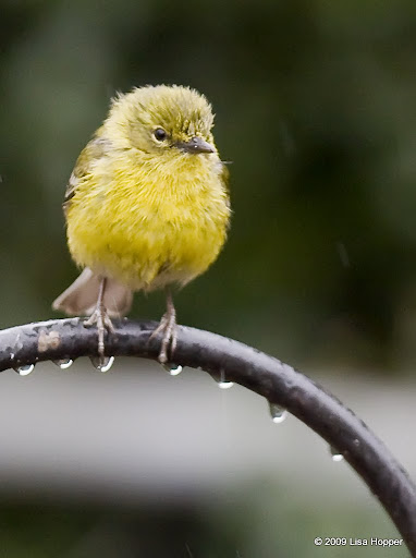 IMAGE: http://lh4.ggpht.com/_ti_aShlyB7A/Sb45bbGAG7I/AAAAAAAACqY/xvpIR31pjOs/s512/IMG_5513.jpg