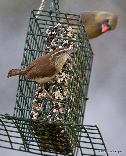 IMAGE: http://lh4.ggpht.com/_ti_aShlyB7A/SbRsl_F4mII/AAAAAAAACmc/o09hoN6ISt8/s512/IMG_5347-wren%20and%20cardinal%20feeding.jpg