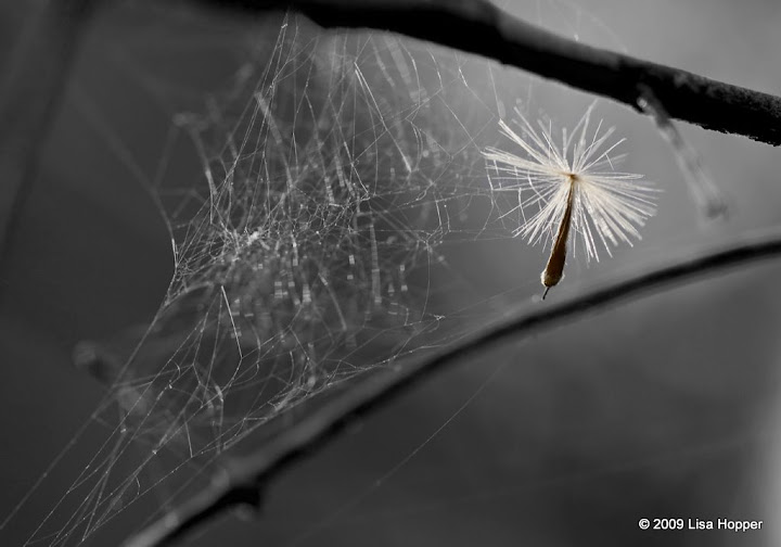 IMAGE: http://lh4.ggpht.com/_ti_aShlyB7A/SbXfeiJQO8I/AAAAAAAACpw/1tFdpv0m8qY/s720/IMG_5405%20seed%20caught%20in%20a%20web%20copy.jpg