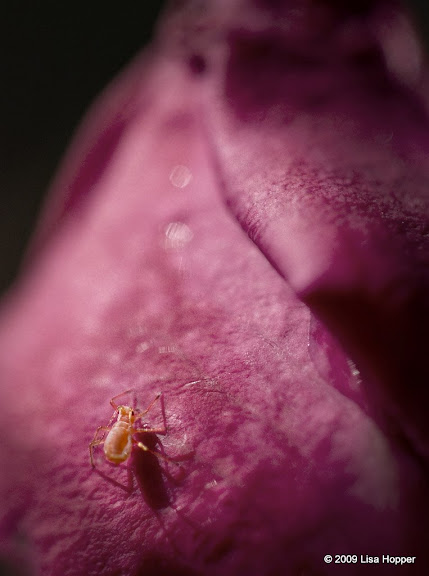 IMAGE: http://lh4.ggpht.com/_ti_aShlyB7A/SgcSZtG6LRI/AAAAAAAAC14/22Xw8s8grMA/s576/IMG_8533aphid%20on%20rose.jpg