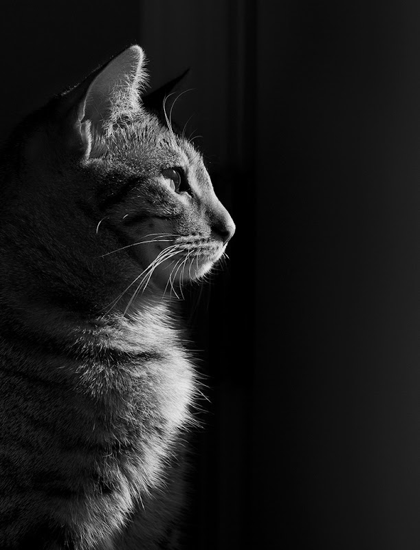 IMAGE: http://lh4.ggpht.com/_ti_aShlyB7A/TR35kUhxPxI/AAAAAAAAE8c/kPZM-FG-tKE/s800/Outside%20Daydreams.jpg