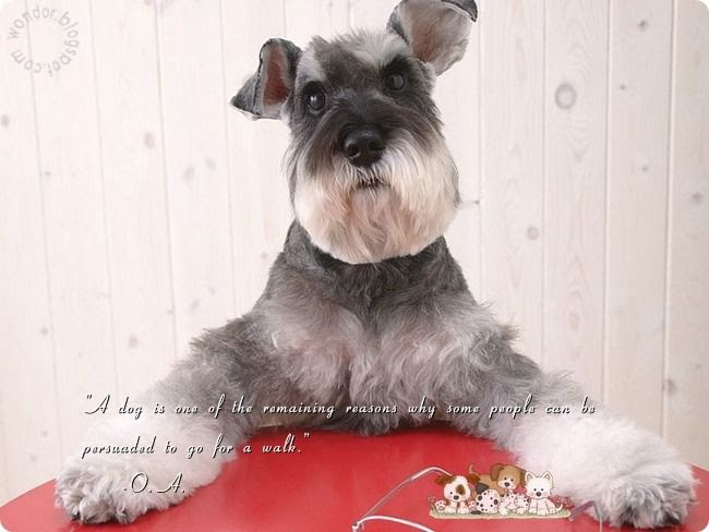 Pet Dogs Lovely Quotes