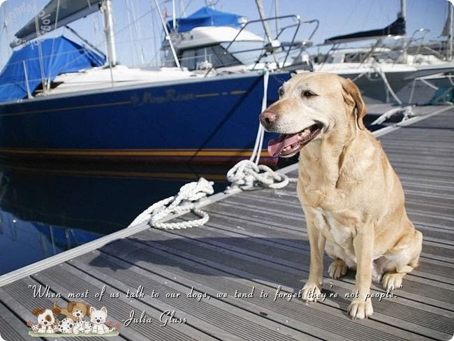 Pet Dogs Lovely Quotes