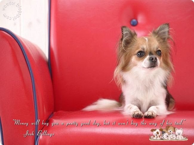 Pet Dogs Lovely Quotes