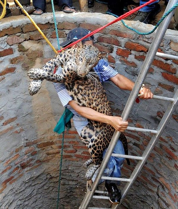 Rescue of a leopard-02.bmp