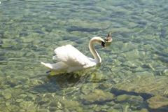 Swan - Lake Neuchatel