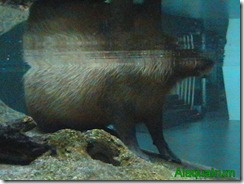 Capibara en el agua