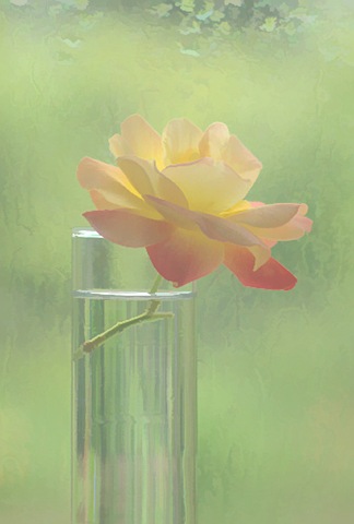 [yellowrose[5].jpg]