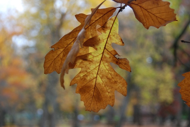 [DSC_0039[8].jpg]
