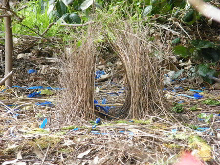 Satin Bowerbird Nest front entrance
