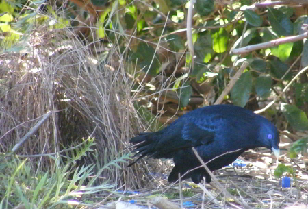 Male Satin Bowerbird tending to his court