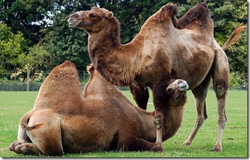 Çift hörgüçlü deve 2