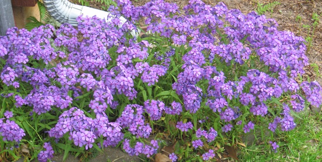 [Leos Purple Flowers[2].jpg]