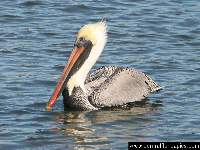 Brown Pelican at NSB