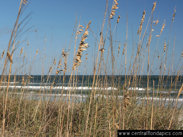 Sea Oats on New Smyrna Beach